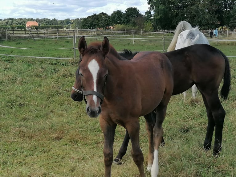 Hanoverian Stallion Foal (06/2024) 16,1 hh Chestnut-Red in Kempen