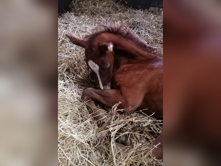 Hanoverian Stallion Foal (06/2024) 16,1 hh Chestnut-Red in Kempen