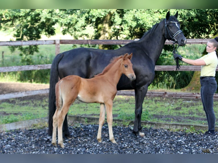 Hanoverian Stallion Foal (05/2024) 16,1 hh Chestnut-Red in Kutenholz