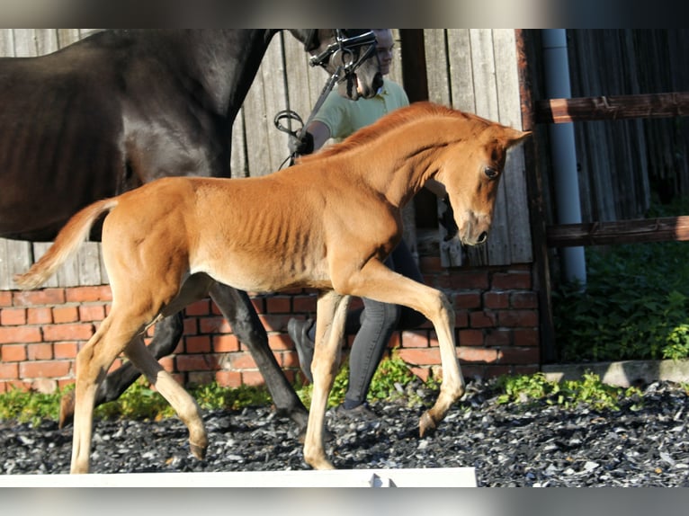 Hanoverian Stallion Foal (05/2024) 16,1 hh Chestnut-Red in Kutenholz