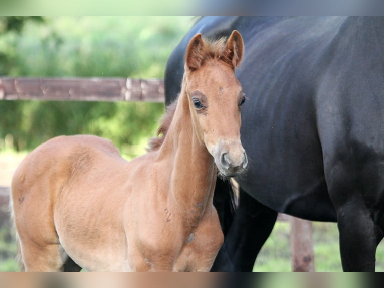 Hanoverian Stallion Foal (05/2024) 16,1 hh Chestnut-Red in Kutenholz