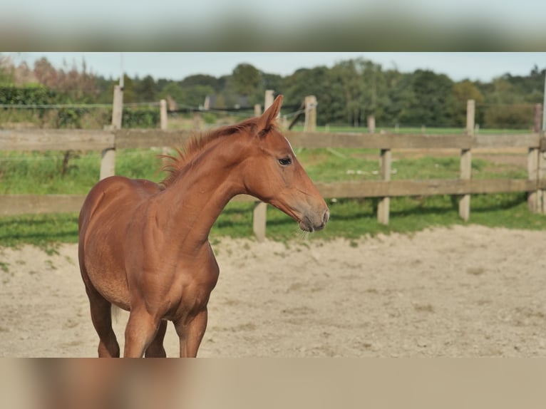 Hanoverian Stallion Foal (05/2023) 16,1 hh Chestnut-Red in Stokkum