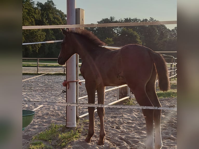 Hanoverian Stallion  16,1 hh Gray in Bücken