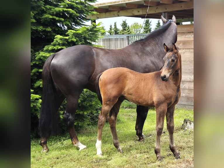 Hanoverian Stallion Foal (04/2024) 16,2 hh Bay-Dark in Heede