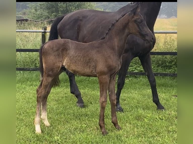 Hanoverian Stallion  16,2 hh Black in Hasbergen