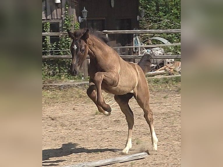 Hanoverian Stallion Foal (05/2026) 16.2 hh Black in Ratekau