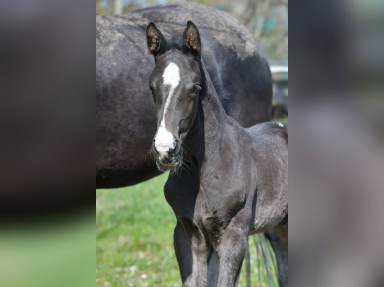 Hanoverian Stallion Foal (03/2026) 16.2 hh Black in Drei Gleichen
