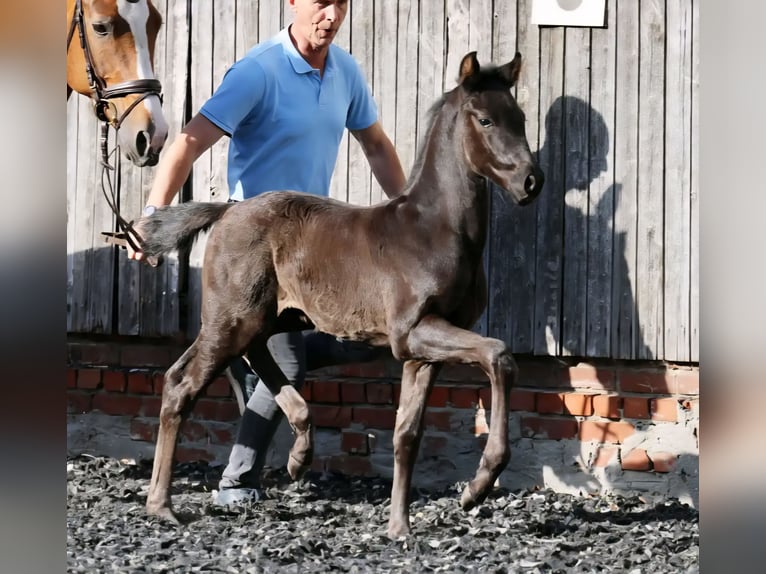 Hanoverian Stallion Foal (04/2026) 16.2 hh Black in Drochtersen