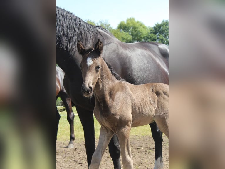 Hanoverian Stallion Foal (06/2024) 16,2 hh Black in Hamersen