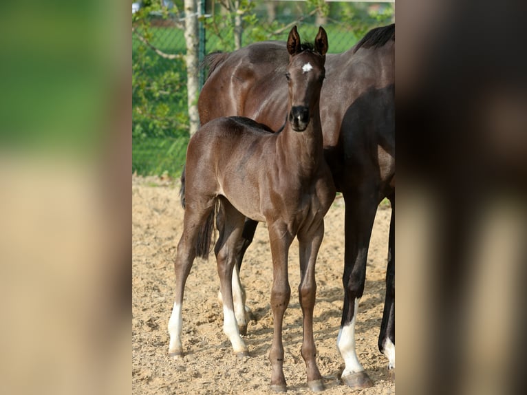 Hanoverian Stallion Foal (04/2026) 16.2 hh Black in Kutenholz