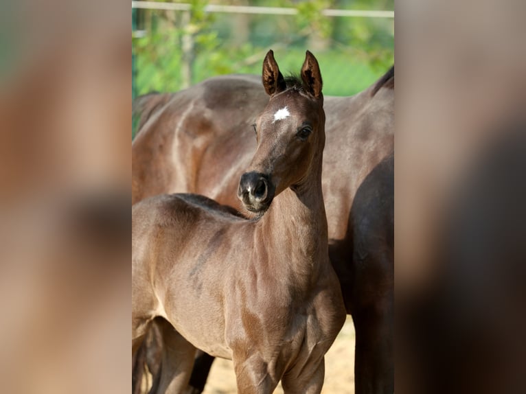 Hanoverian Stallion Foal (04/2026) 16.2 hh Black in Kutenholz