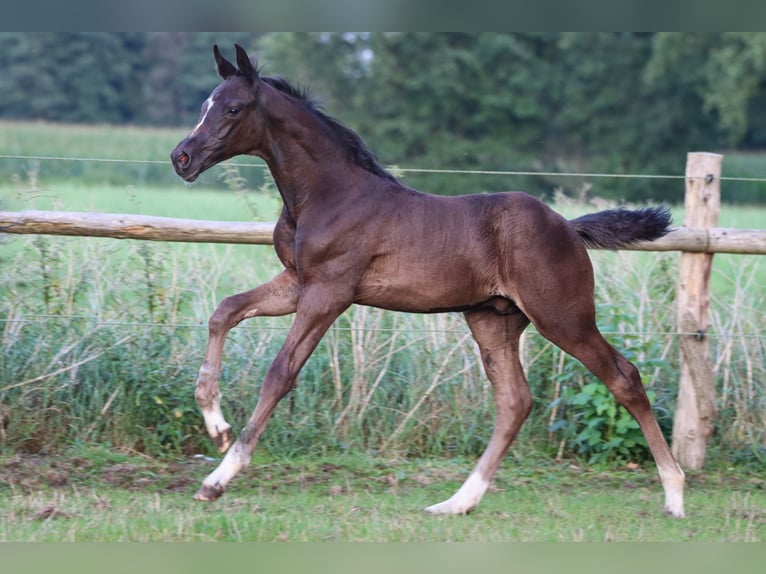 Hanoverian Stallion Foal (06/2024) 16,2 hh Black in Rickling