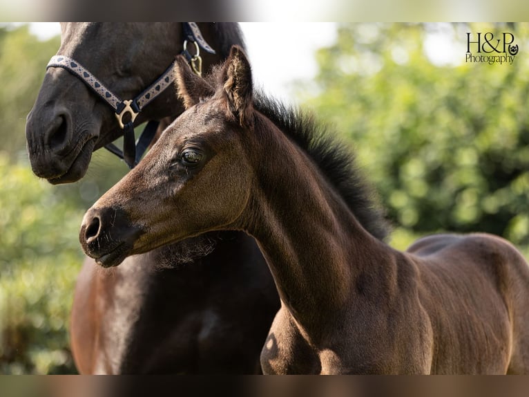 Hanoverian Stallion Foal (06/2024) 16,2 hh Black in Otterndorf