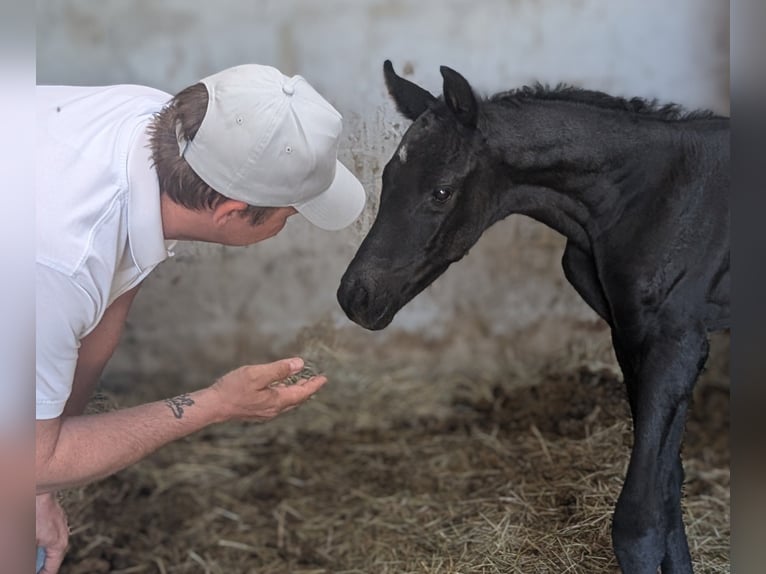 Hanoverian Stallion Foal (04/2026) 16.2 hh Black in Herren Sulzbach