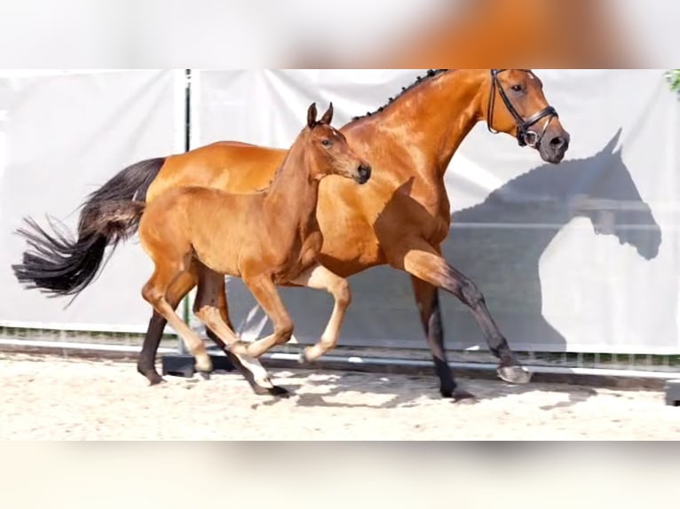 Hanoverian Stallion Foal (05/2024) 16,2 hh Brown in BrinkumHesel