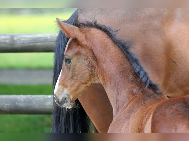 Hanoverian Stallion Foal (04/2024) 16,2 hh Brown in Kutenholz