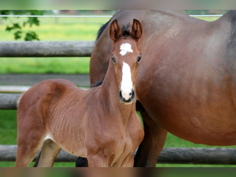 Hanoverian Stallion Foal (04/2024) 16,2 hh Brown in Kutenholz