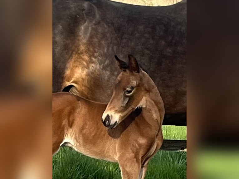 Hanoverian Stallion Foal (04/2026) 16.2 hh Brown in Pfaffenhofen an der Ilm