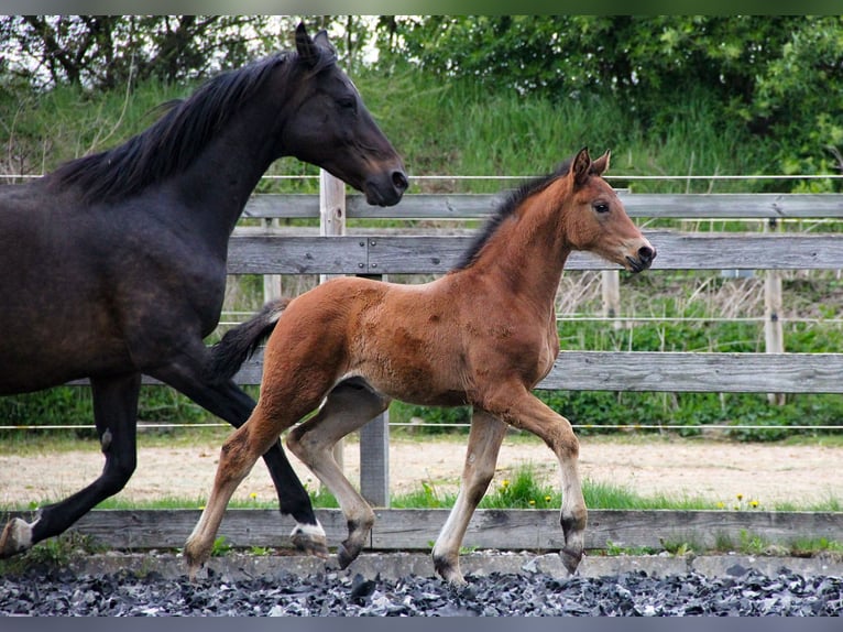 Hanoverian Stallion Foal (03/2024) 16,2 hh Brown in Neu-Eichenberg