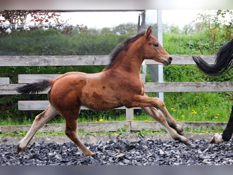 Hanoverian Stallion Foal (03/2024) 16,2 hh Brown in Neu-Eichenberg