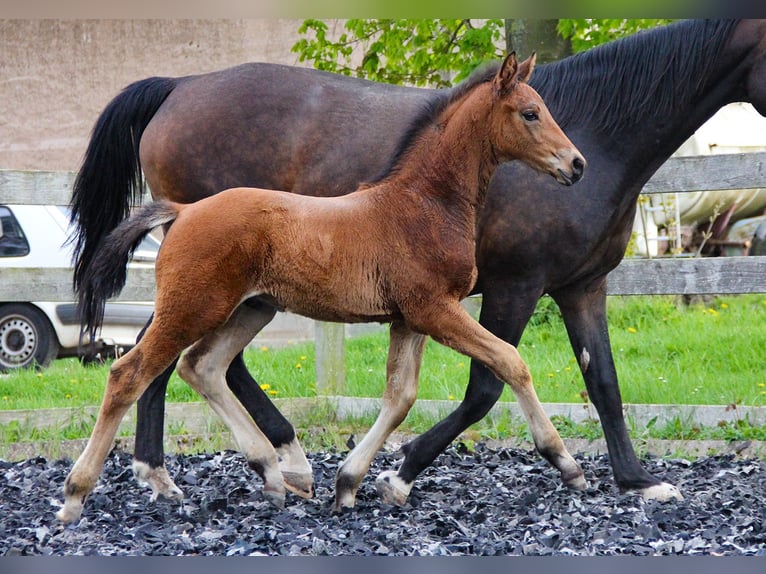 Hanoverian Stallion Foal (03/2024) 16,2 hh Brown in Neu-Eichenberg