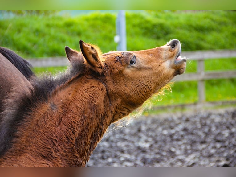 Hanoverian Stallion Foal (03/2024) 16,2 hh Brown in Neu-Eichenberg