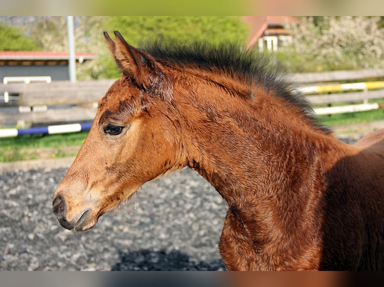 Hanoverian Stallion Foal (03/2024) 16,2 hh Brown in Neu-Eichenberg