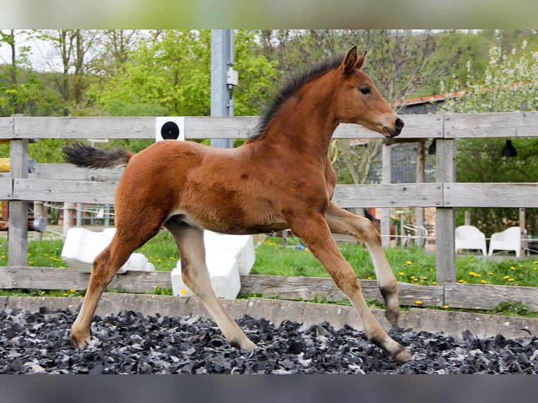 Hanoverian Stallion Foal (03/2024) 16,2 hh Brown in Neu-Eichenberg