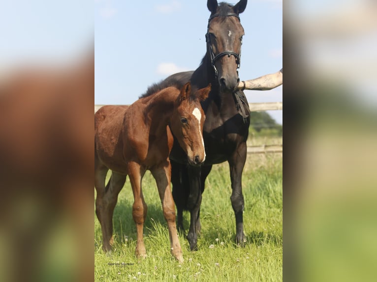 Hanoverian Stallion Foal (04/2024) 16,2 hh Brown in Bielefeld