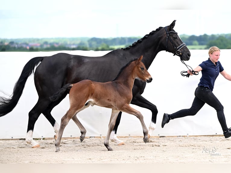 Hanoverian Stallion Foal (05/2026) 16.2 hh Brown in Schladen