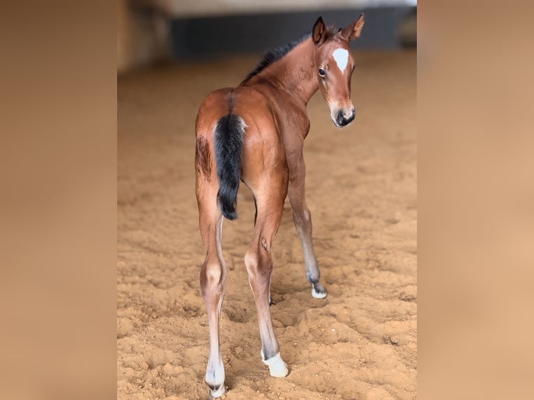Hanoverian Stallion Foal (03/2026) 16.2 hh Brown in Moringen