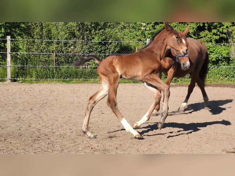 Hanoverian Stallion Foal (05/2026) 16.2 hh Brown in Burow