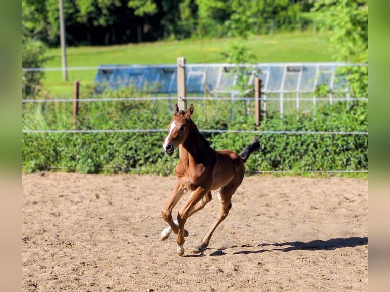 Hanoverian Stallion Foal (05/2026) 16.2 hh Brown in Burow