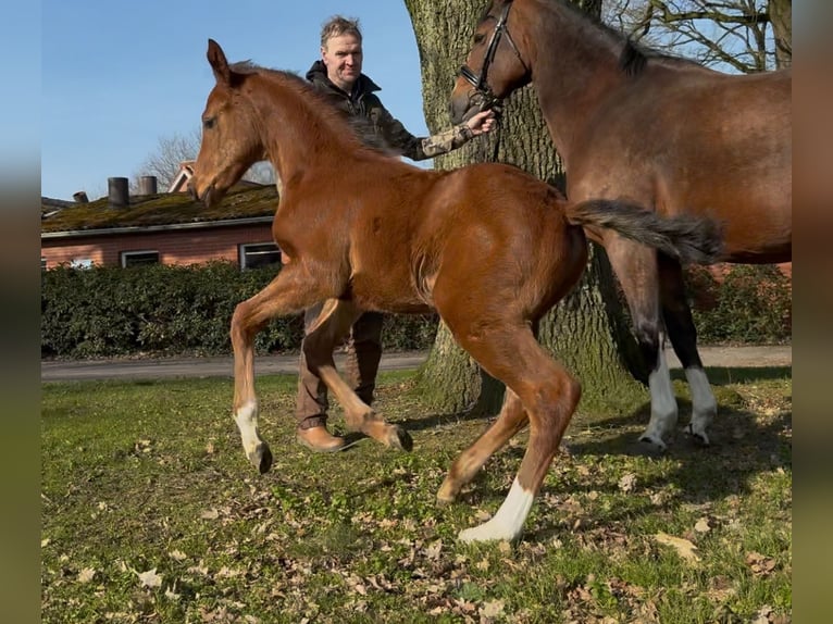 Hanoverian Stallion  16,2 hh Brown in Handrup