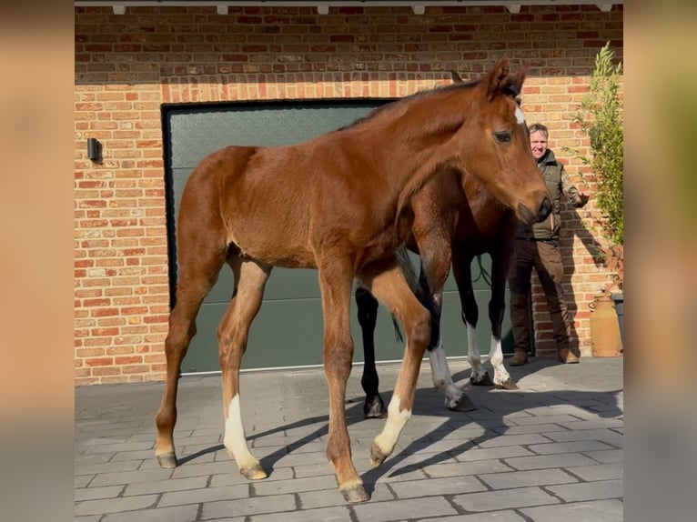 Hanoverian Stallion  16,2 hh Brown in Handrup