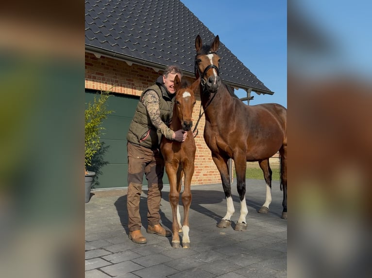 Hanoverian Stallion  16,2 hh Brown in Handrup