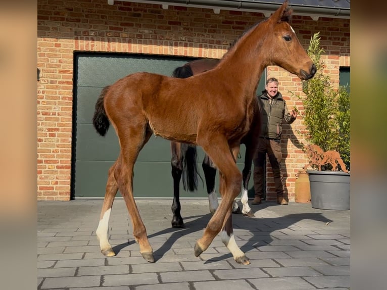 Hanoverian Stallion  16,2 hh Brown in Handrup