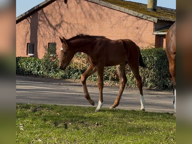 Hanoverian Stallion  16,2 hh Brown in Handrup