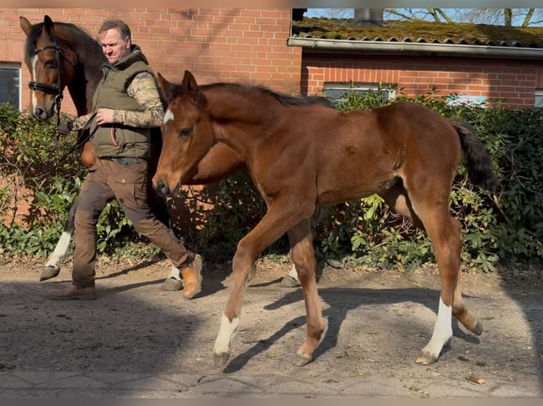 Hanoverian Stallion  16,2 hh Brown in Handrup