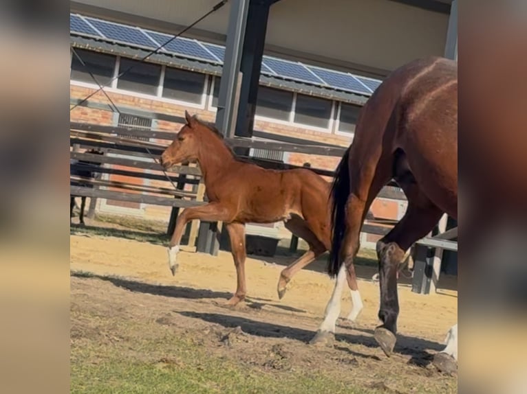 Hanoverian Stallion  16,2 hh Brown in Handrup