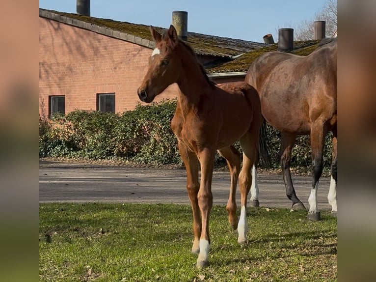 Hanoverian Stallion  16,2 hh Brown in Handrup