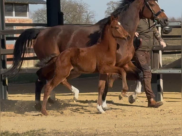 Hanoverian Stallion  16,2 hh Brown in Handrup