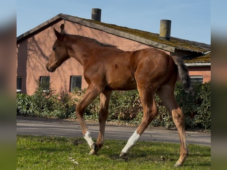 Hanoverian Stallion  16,2 hh Brown in Handrup