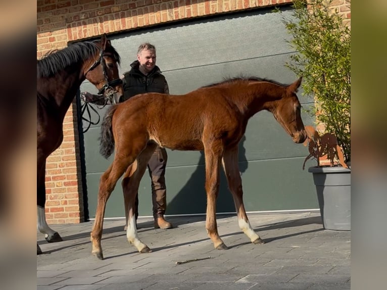 Hanoverian Stallion  16,2 hh Brown in Handrup