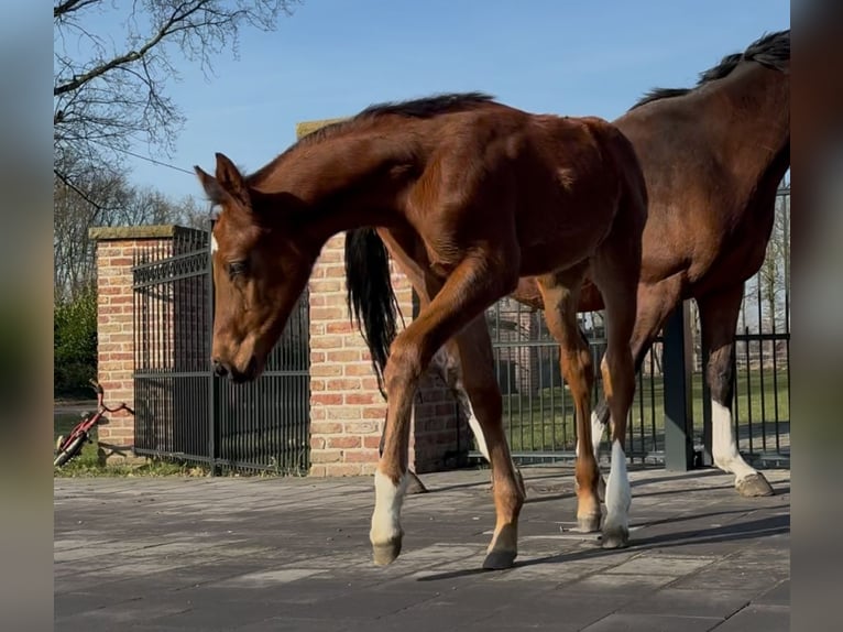 Hanoverian Stallion  16,2 hh Brown in Handrup