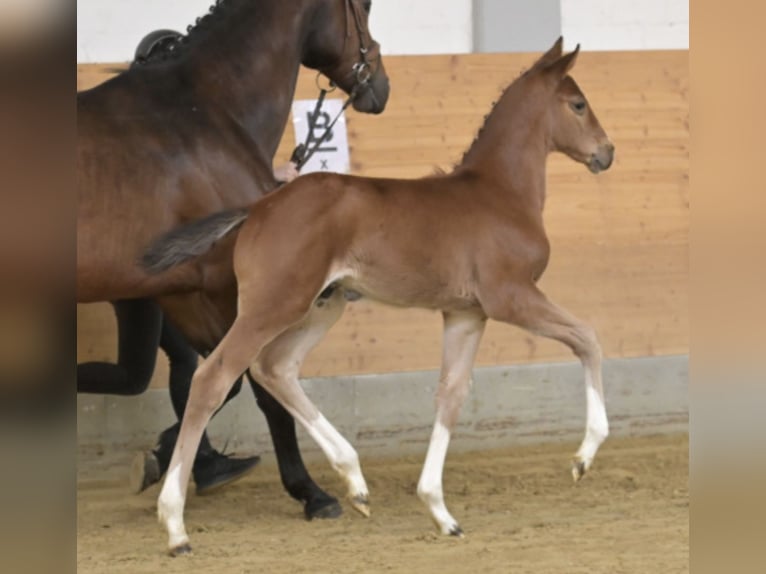 Hanoverian Stallion Foal (03/2026) 16.2 hh Brown in Fritzlar