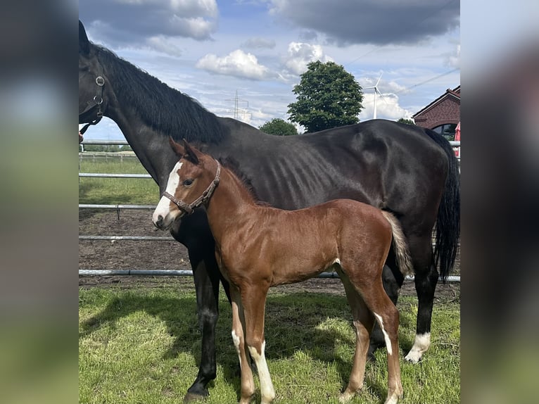 Hanoverian Stallion Foal (04/2026) 16.2 hh Brown in Wagenfeld