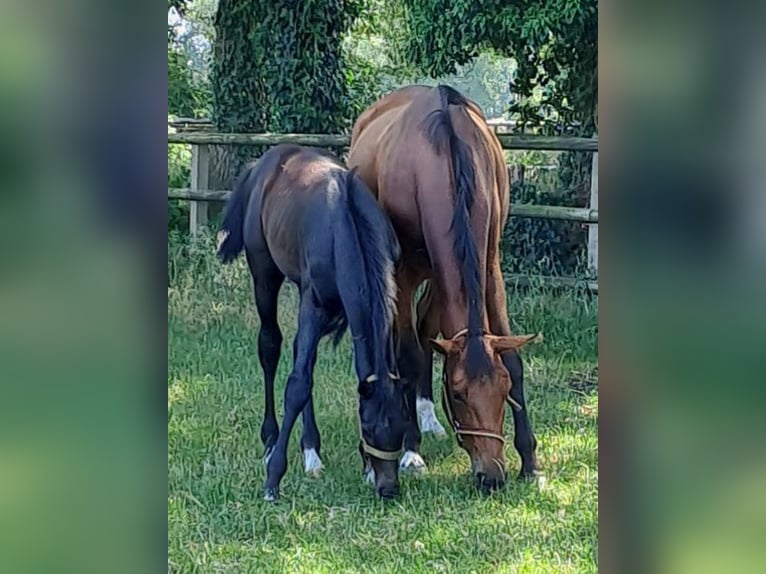 Hanoverian Stallion Foal (03/2023) 16,2 hh Can be white in Hesel