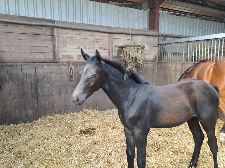 Hanoverian Stallion Foal (03/2023) 16,2 hh Can be white in Hesel