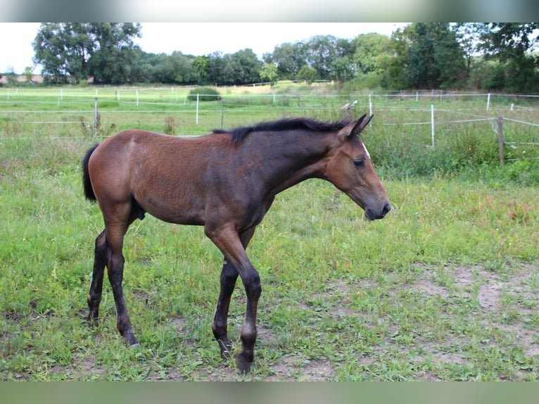 Hanoverian Stallion Foal (04/2026) 16.2 hh Can be white in Uelzen